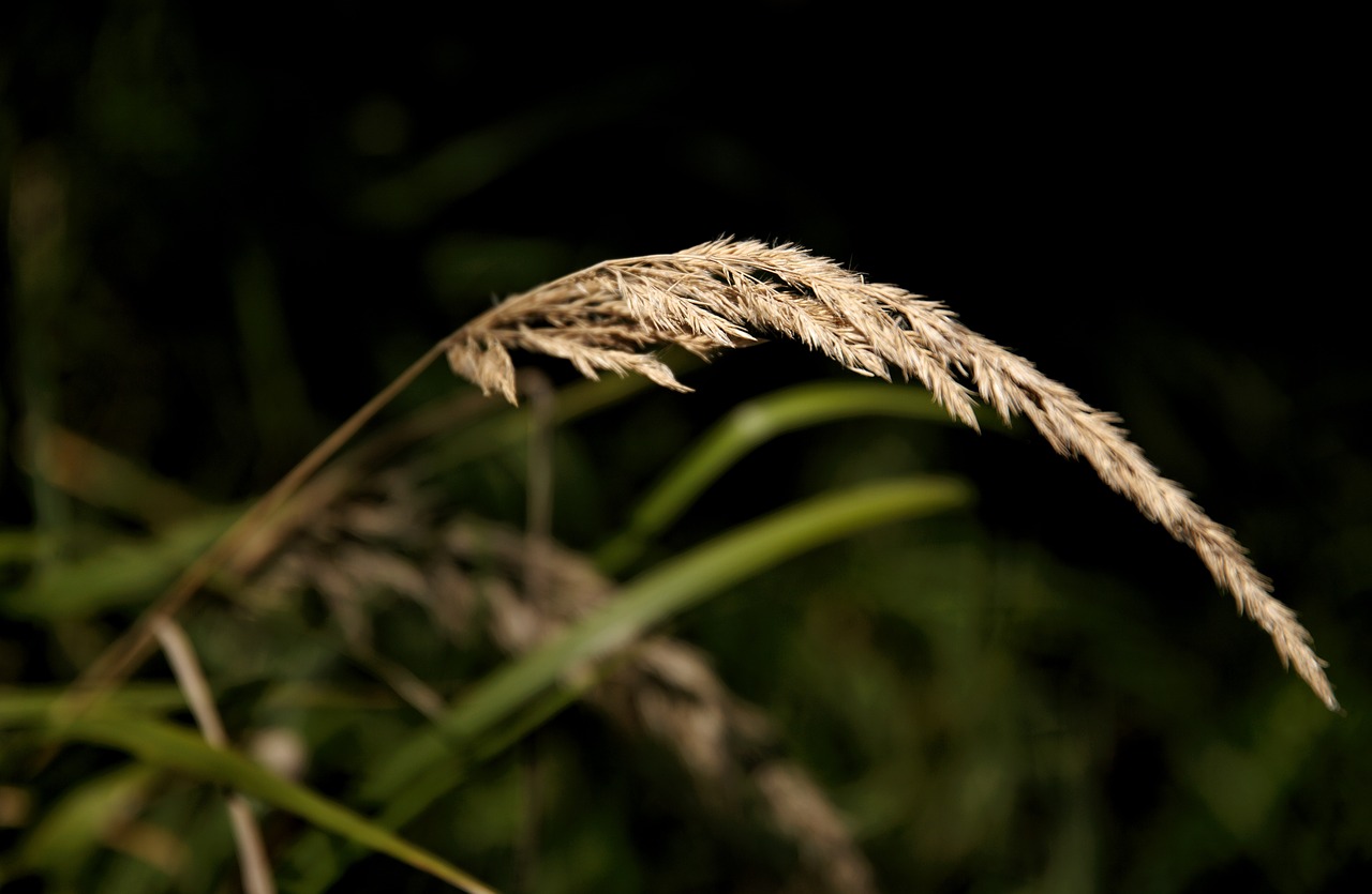 nature  forest  leaves free photo