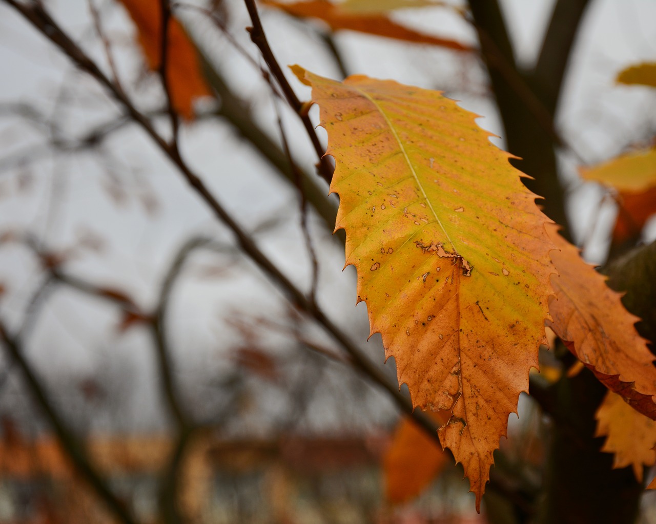 nature  colorful  orange leaf free photo