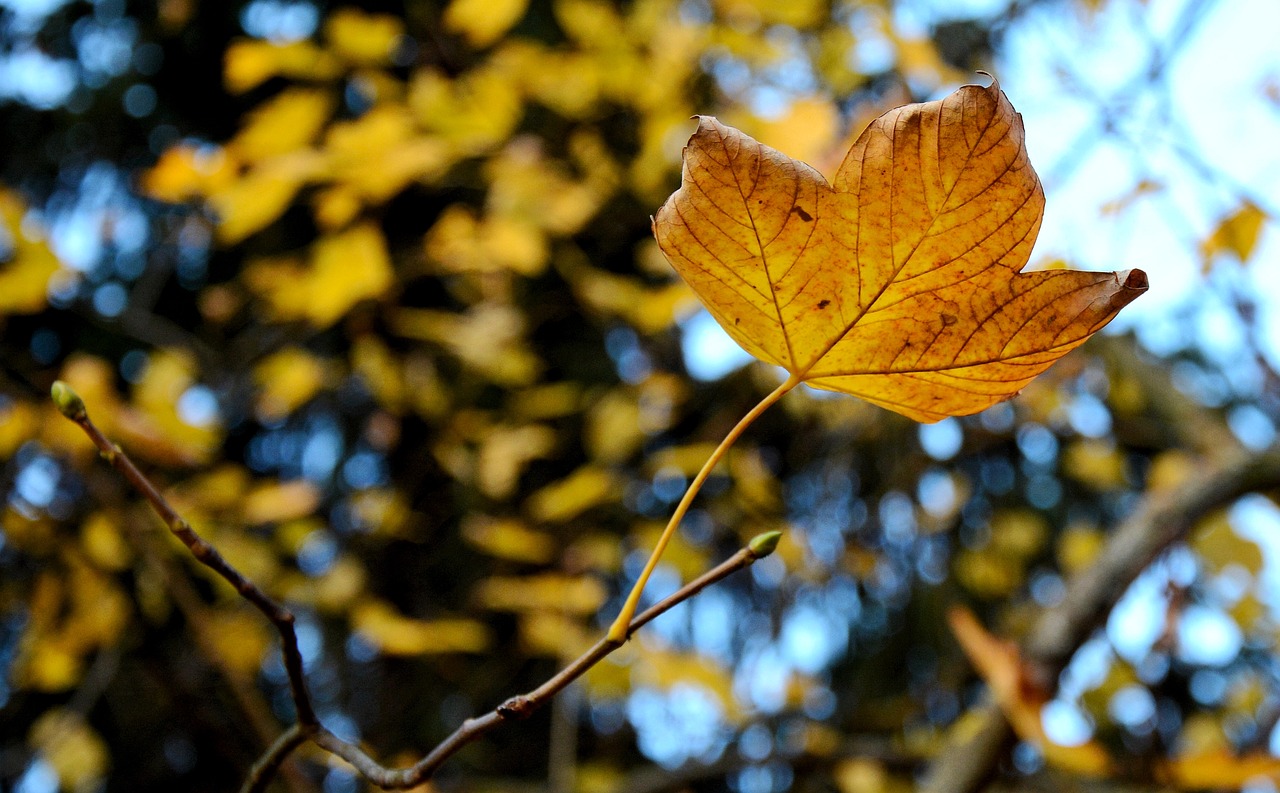 nature  colorful  orange leaf free photo