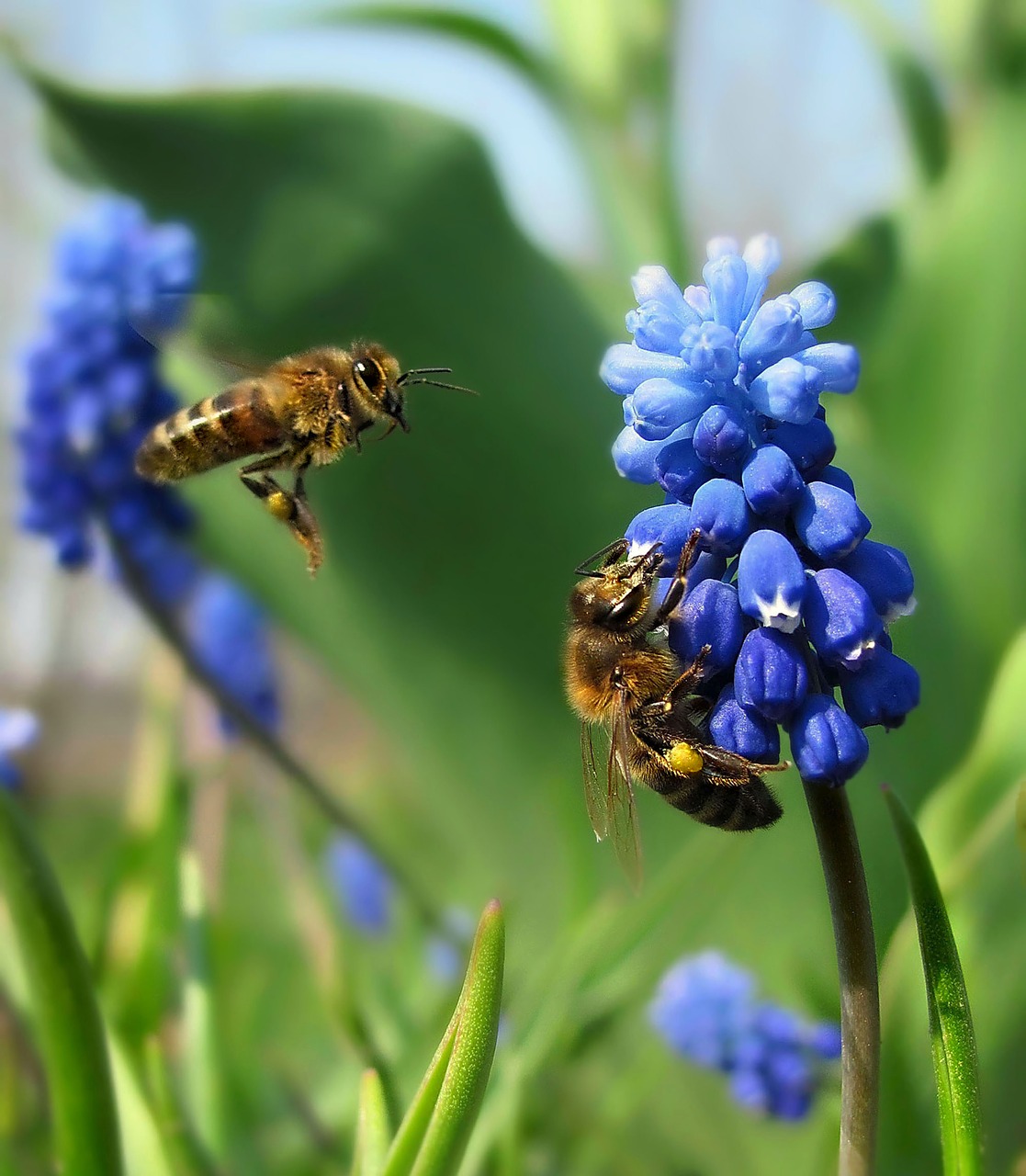 nature  spring  sunny day free photo