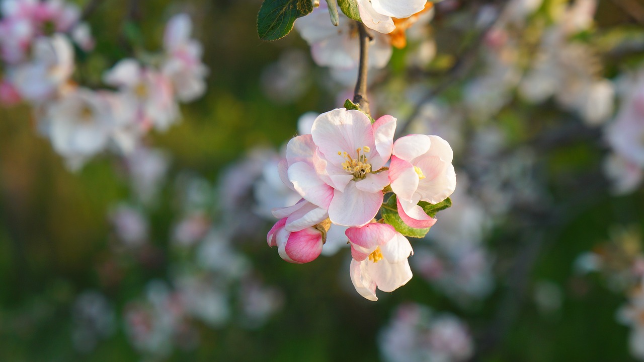 nature  plants  flowers free photo