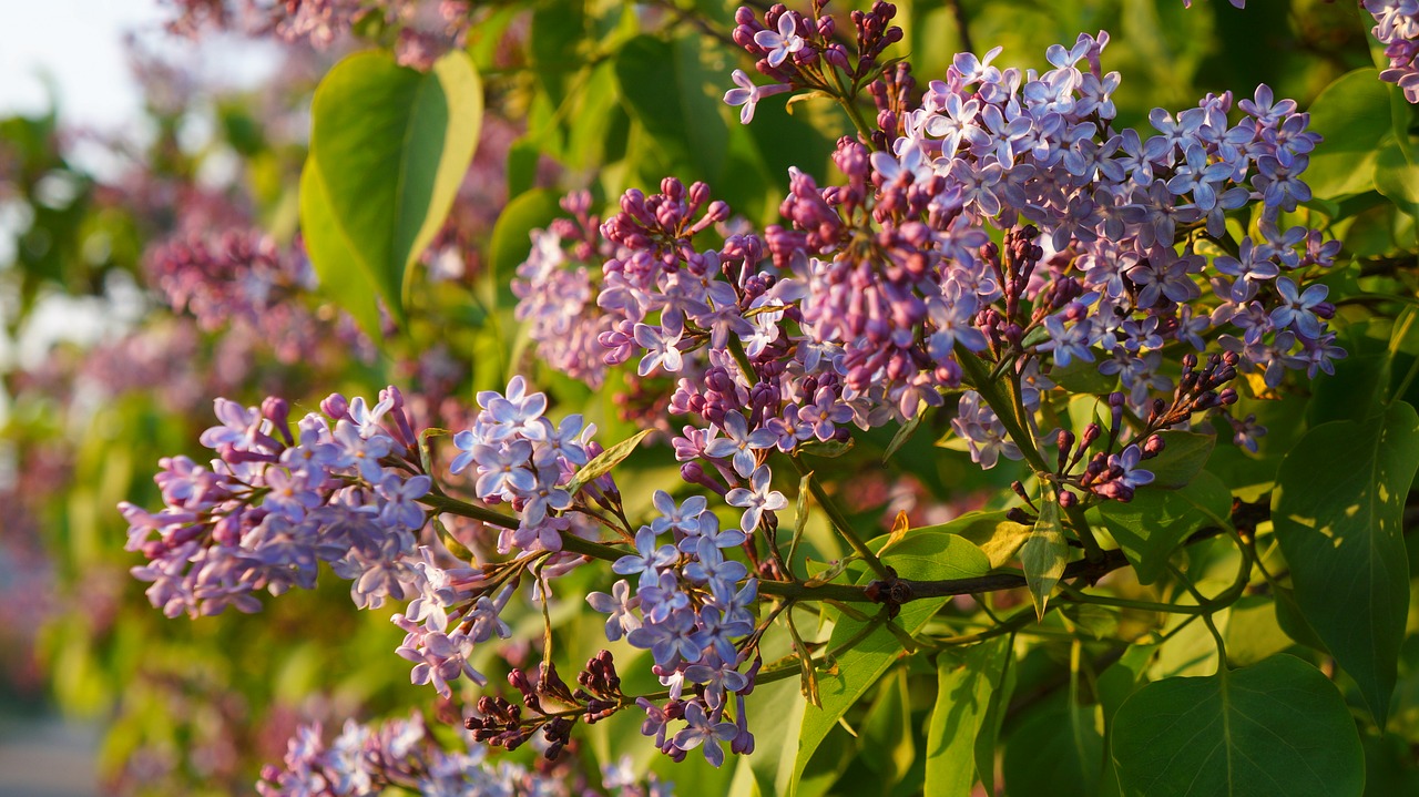 nature  plants  violet free photo