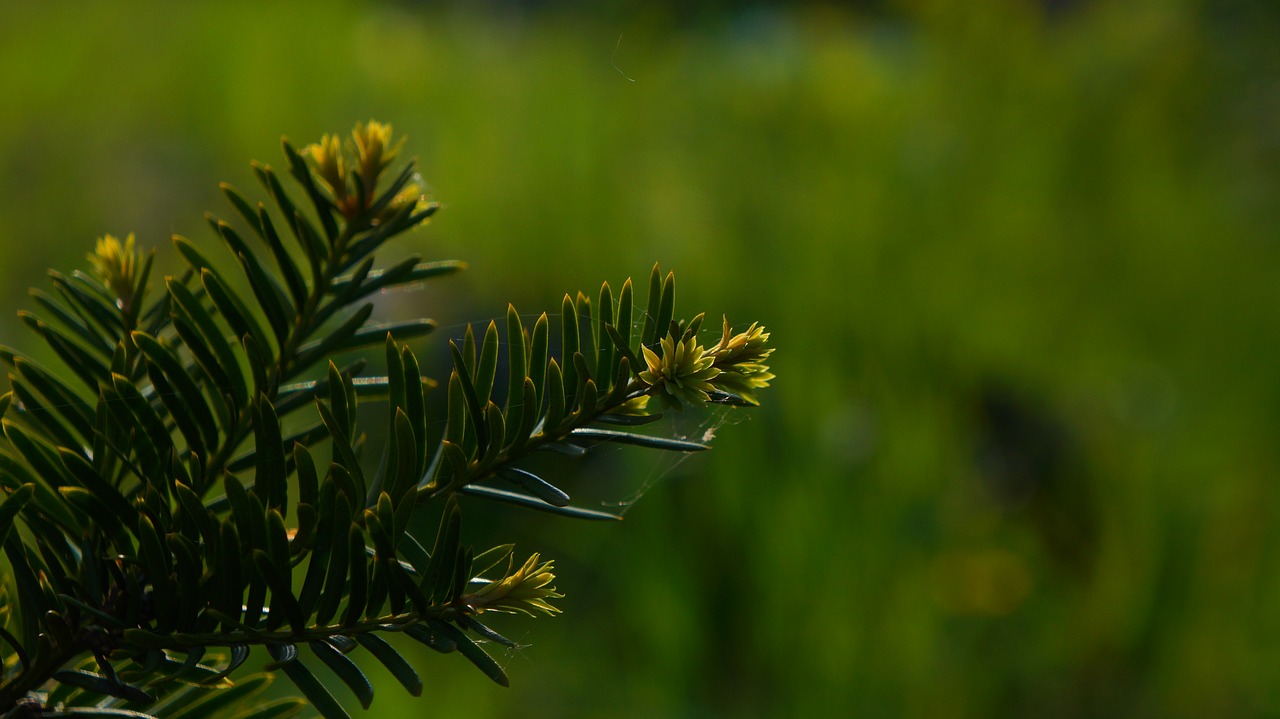 nature  plants  green free photo