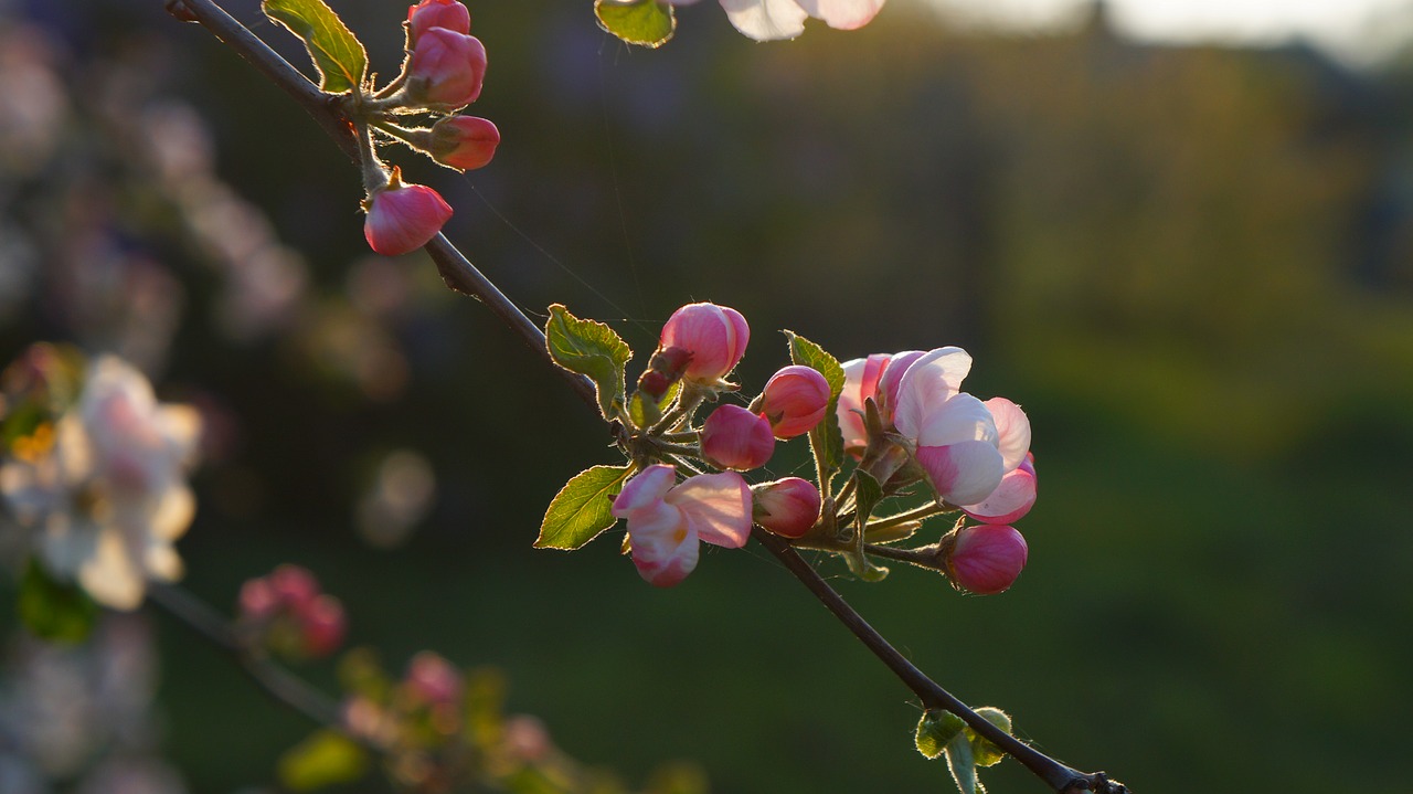 nature  plants  flowers free photo