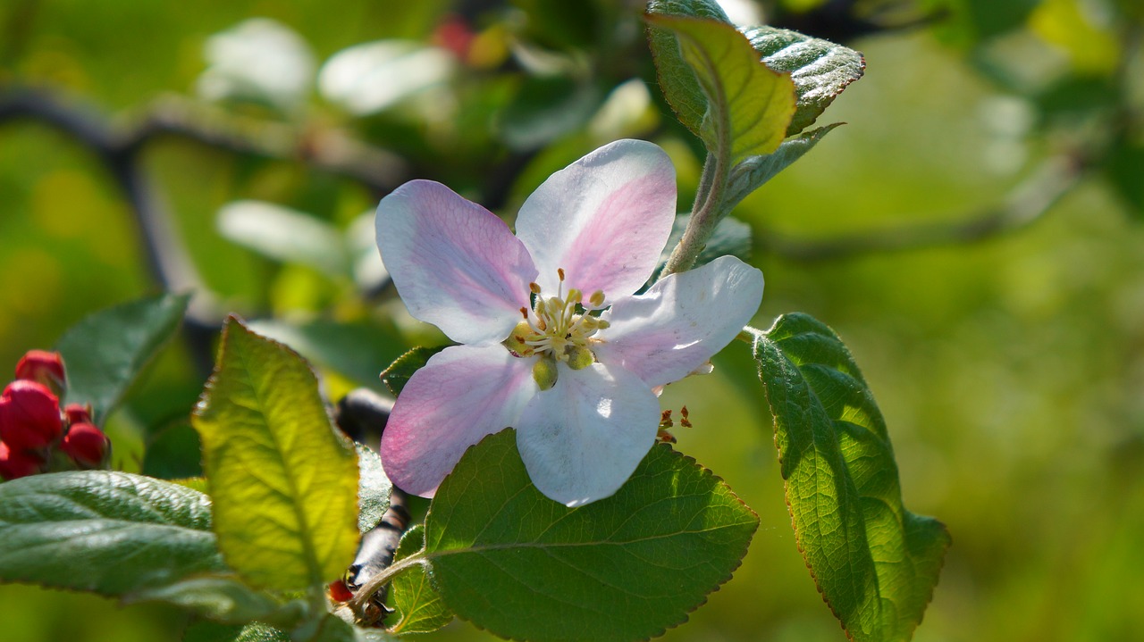 nature  plants  flourishing free photo