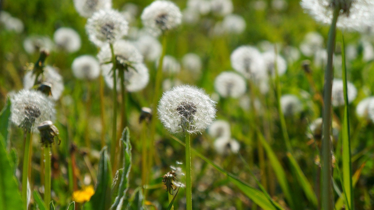 nature  plants  dandelions free photo