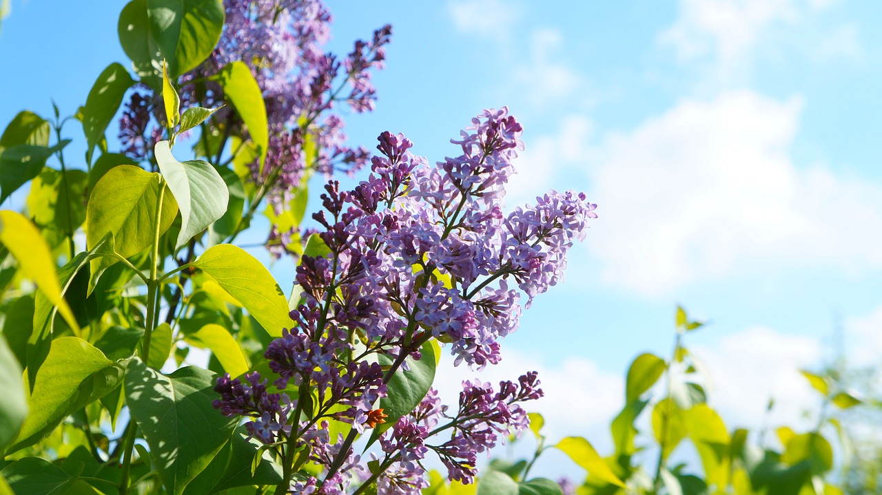 nature  plants  flourishing free photo