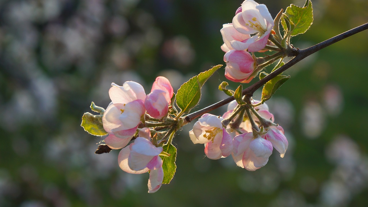 nature  plants  flourishing free photo