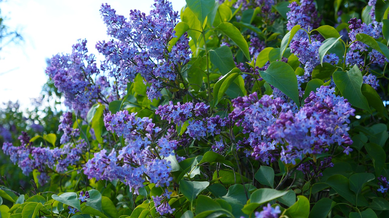 nature  plants  flowering free photo