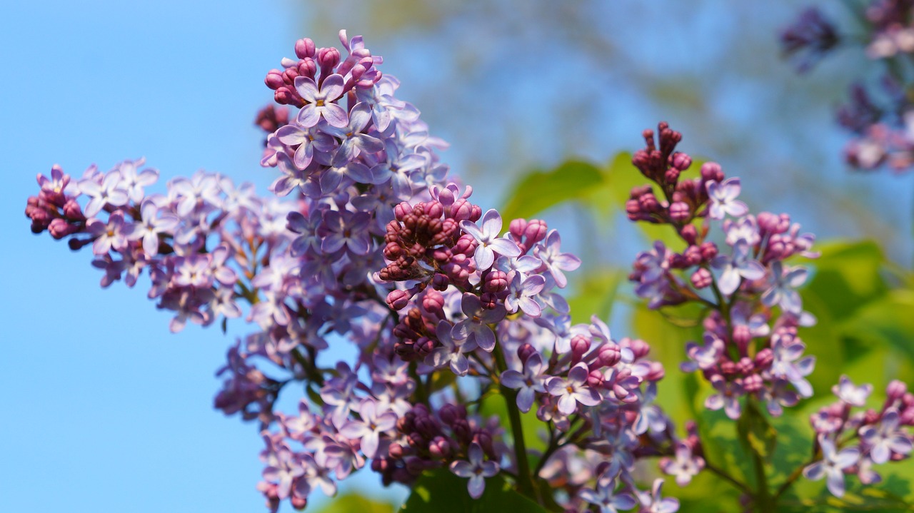 nature  plants  flowering free photo