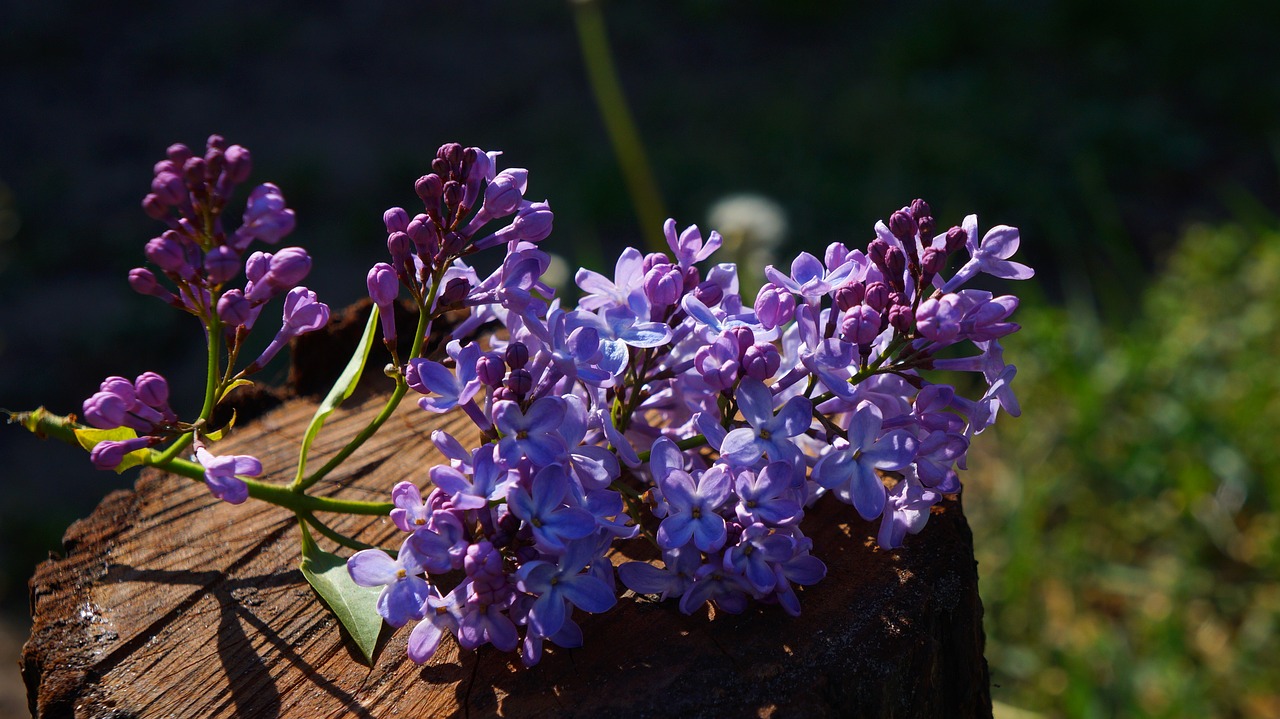 nature  plants  violet free photo