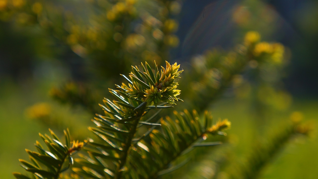 nature  plants  green free photo