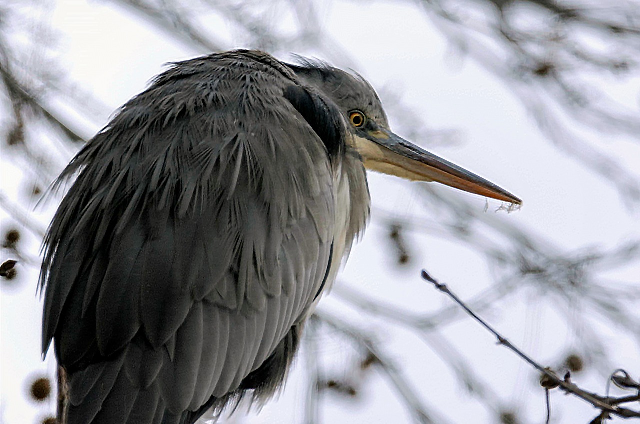 nature  animal  branch free photo