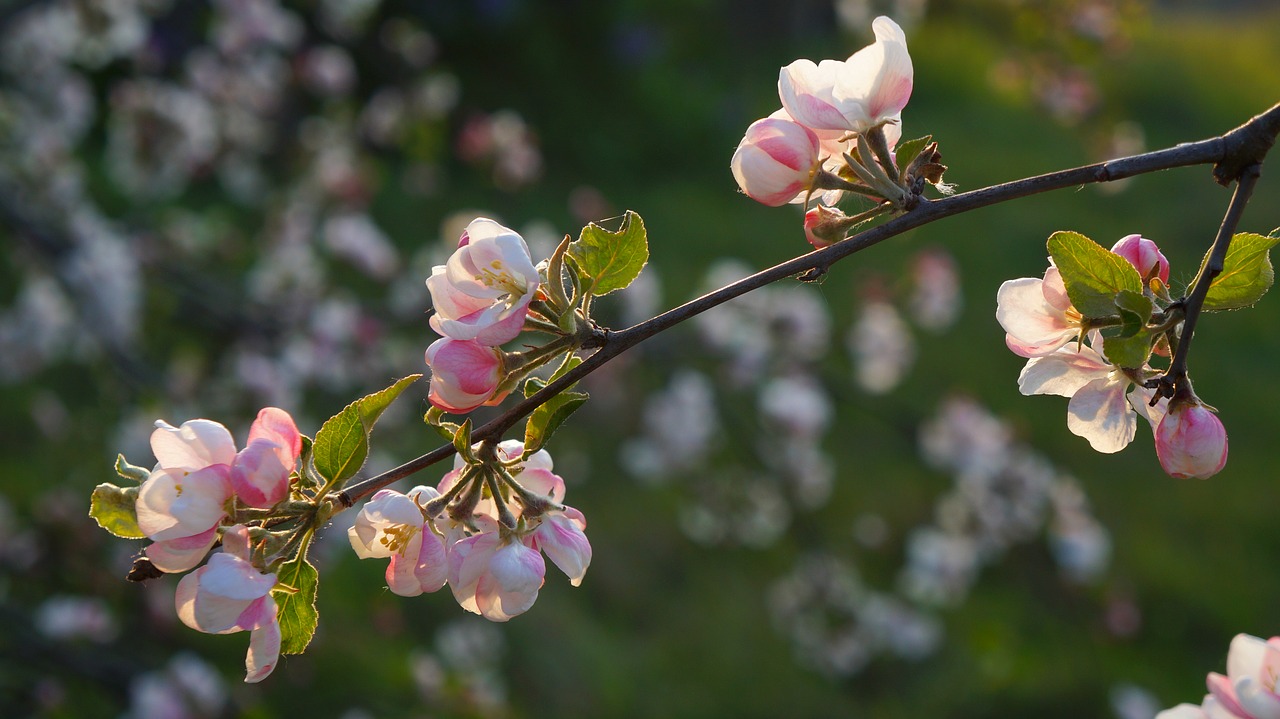 nature  plants  flowers free photo