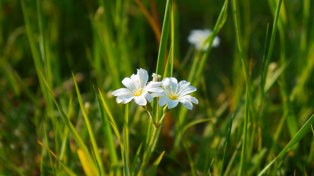 nature  plants  flowers free photo