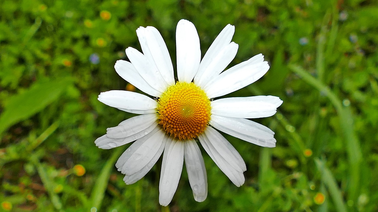 nature  meadow  flower free photo