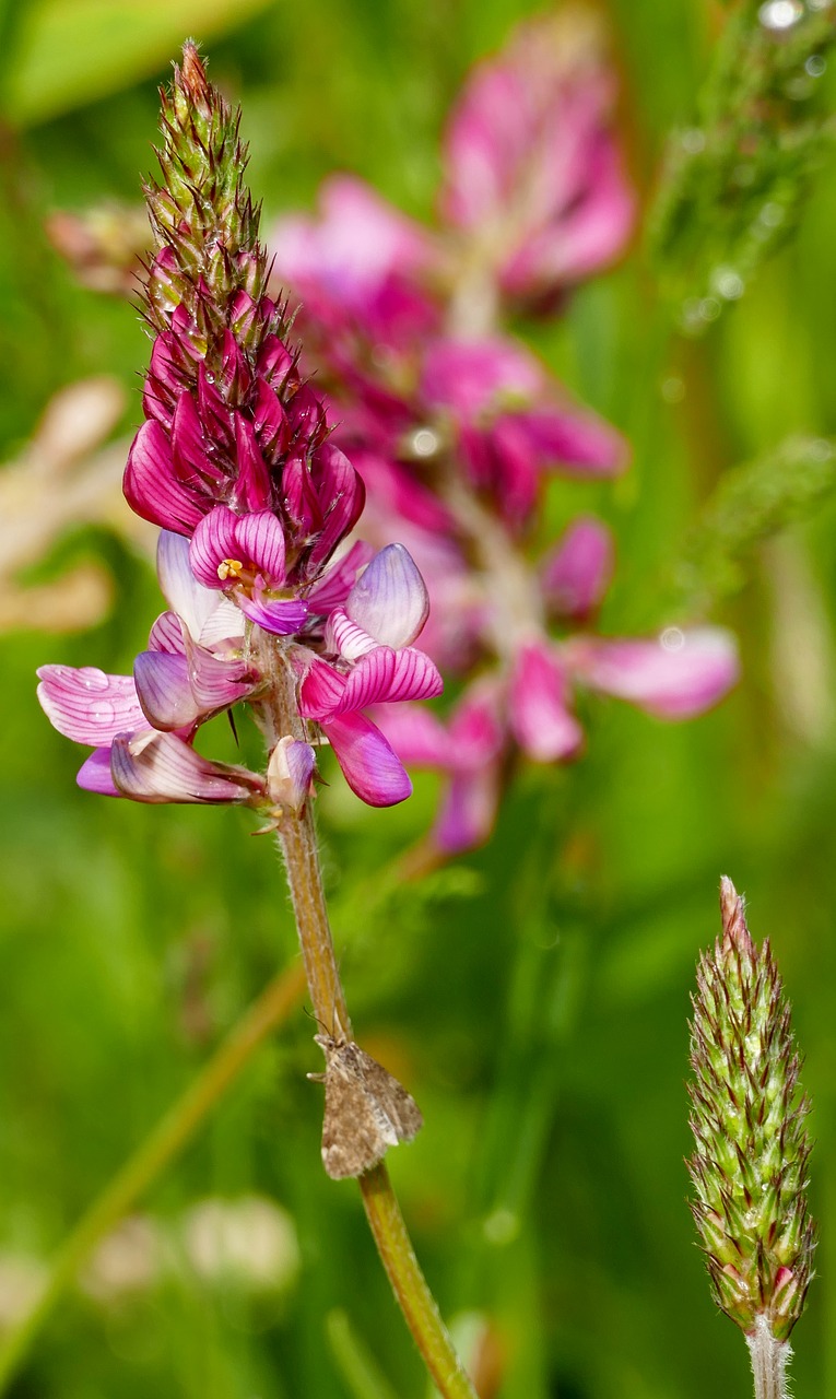 nature  meadow  flower free photo