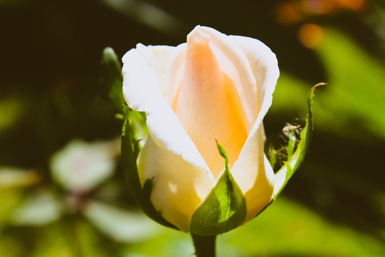 nature  roses  flowers free photo