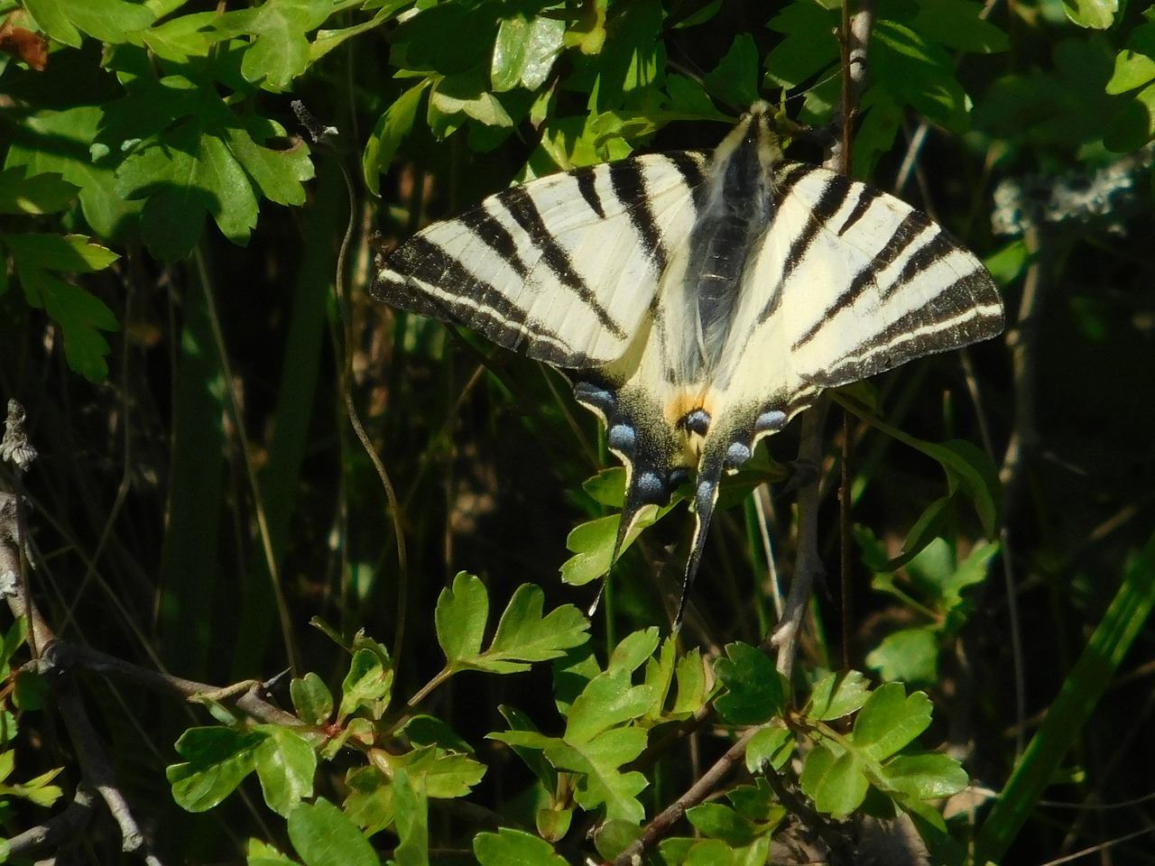 nature  butterfly  s free photo