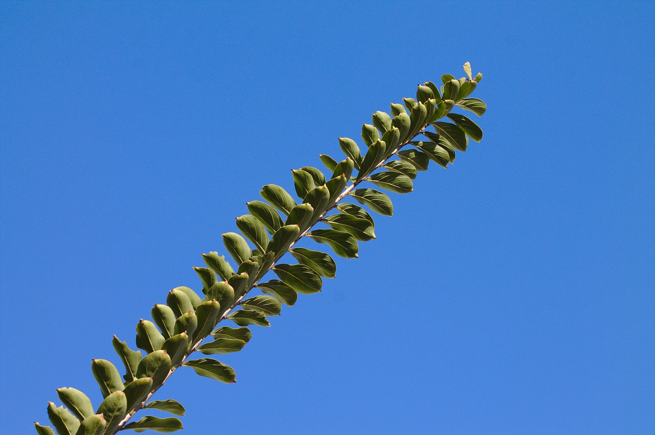 nature blue sky free photo