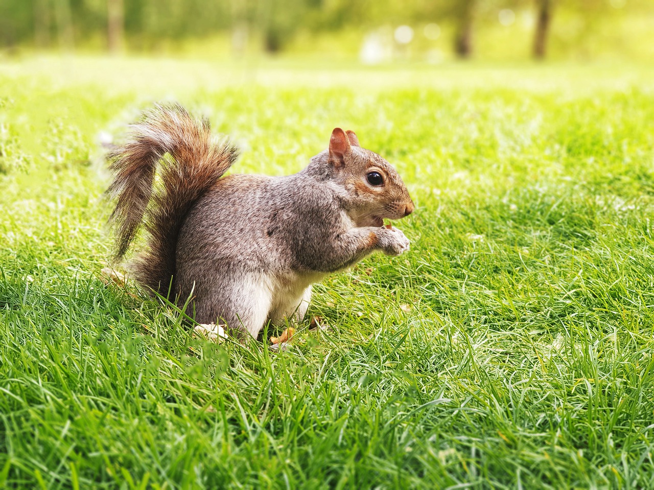 nature  squirrel  soft free photo