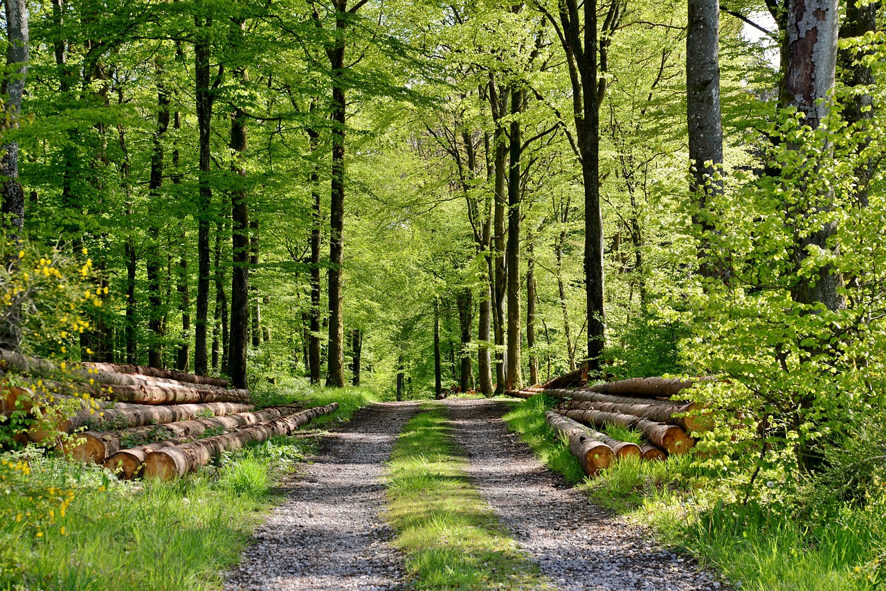 nature  forest  forest path free photo