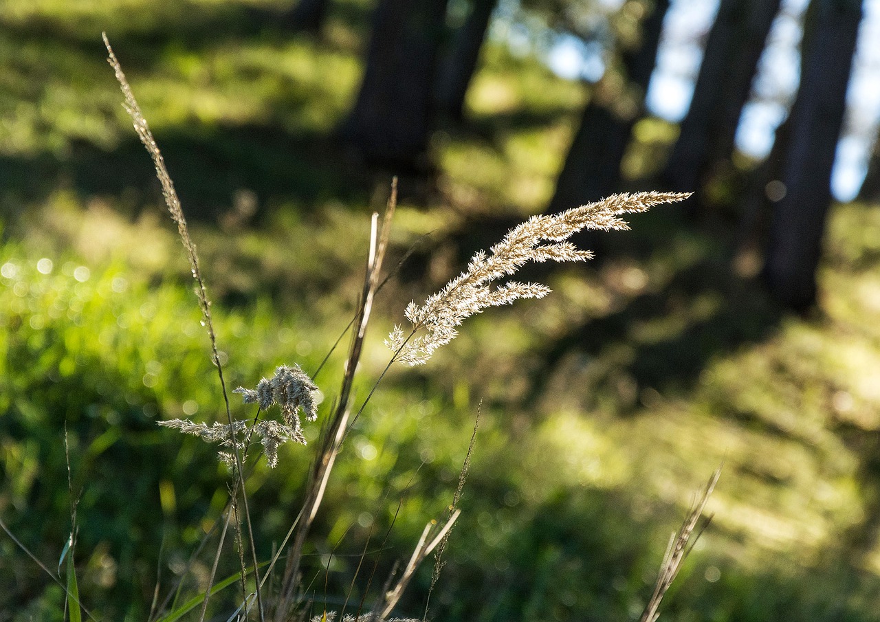 nature  green  colorful free photo