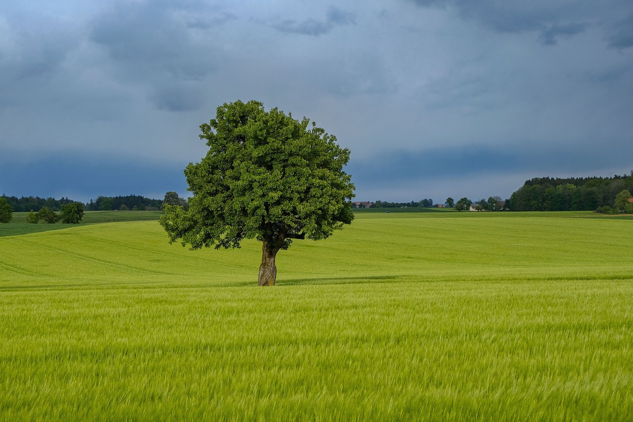 nature  landscape  spring free photo