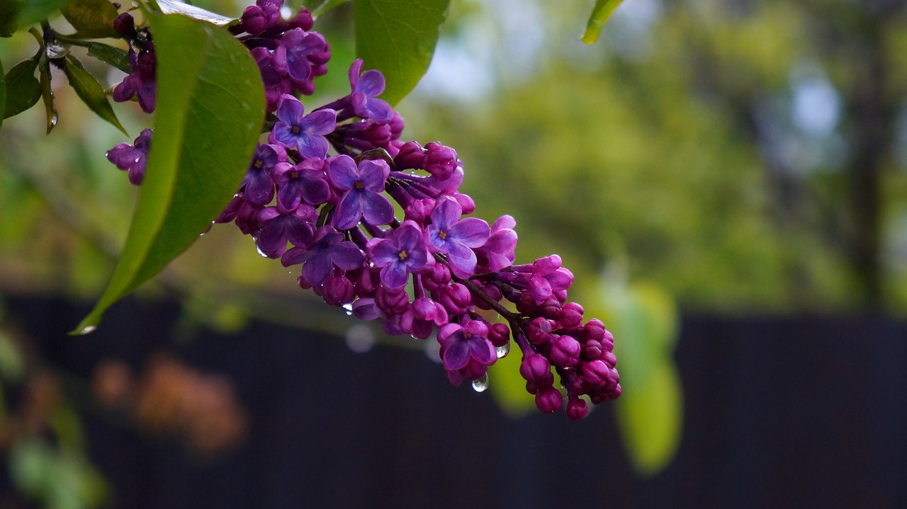 nature  plants  tree free photo