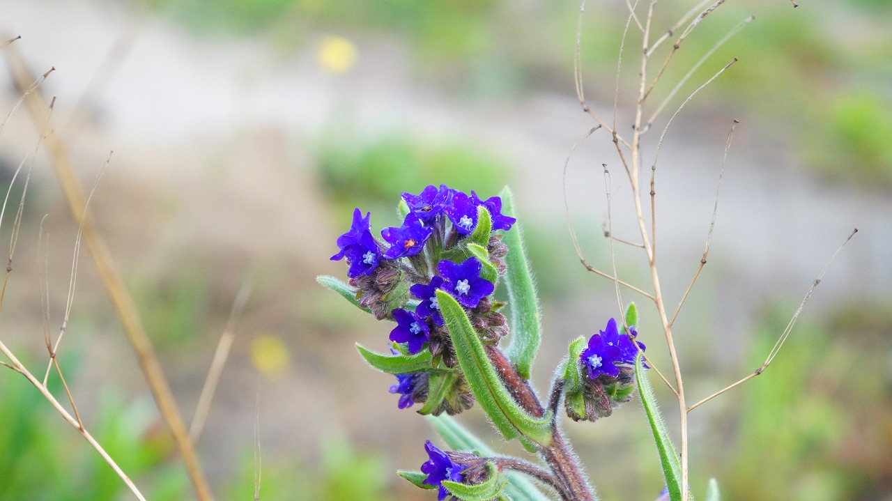 nature  plants  blue free photo