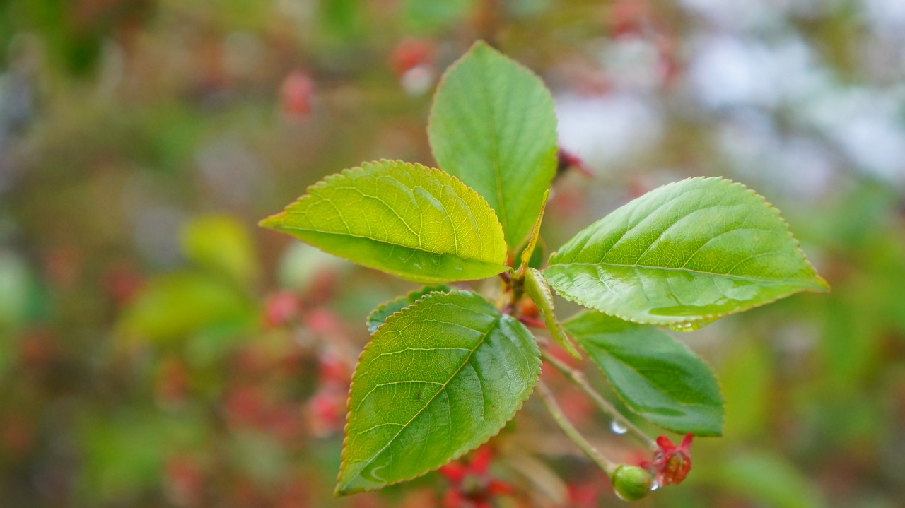 nature  plants  green free photo