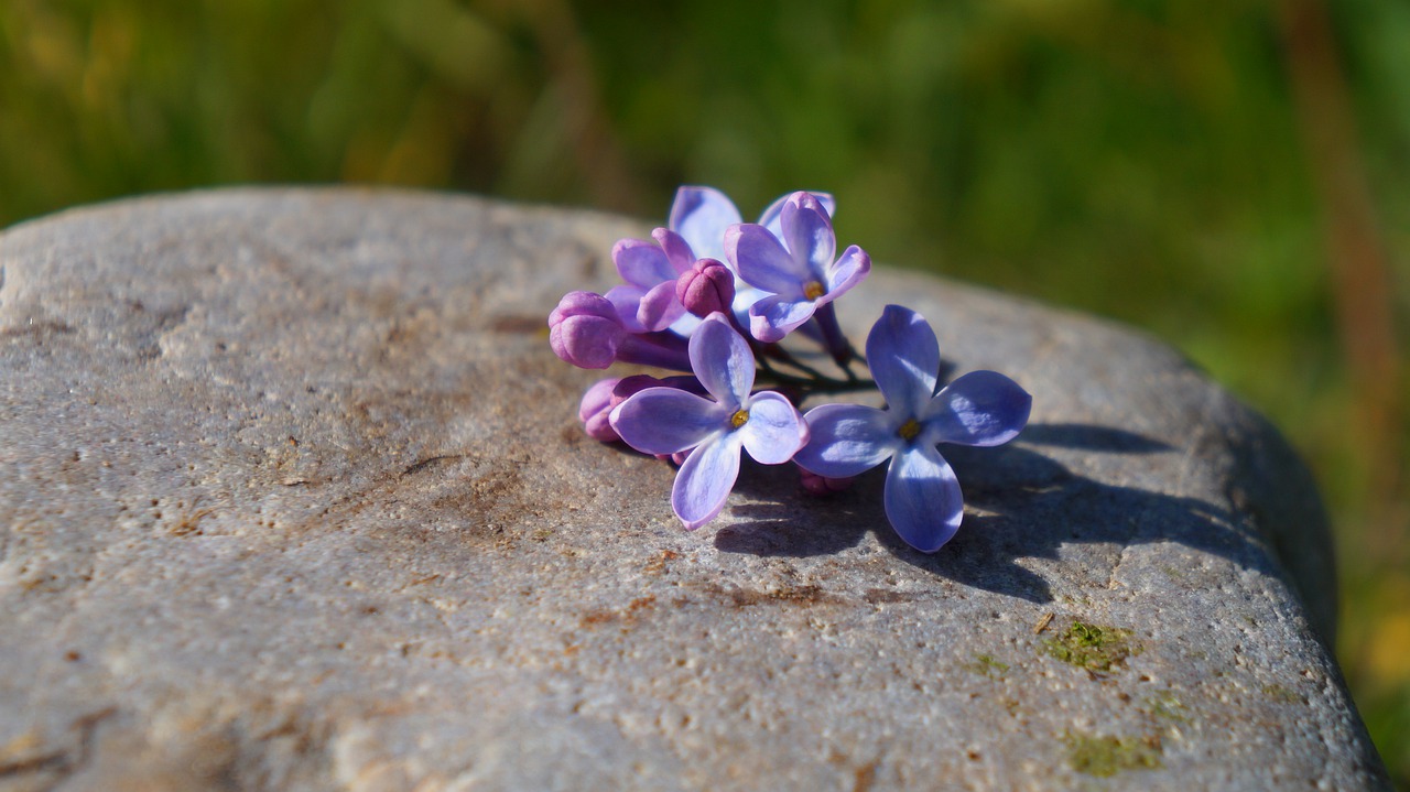 nature  plants  stone free photo