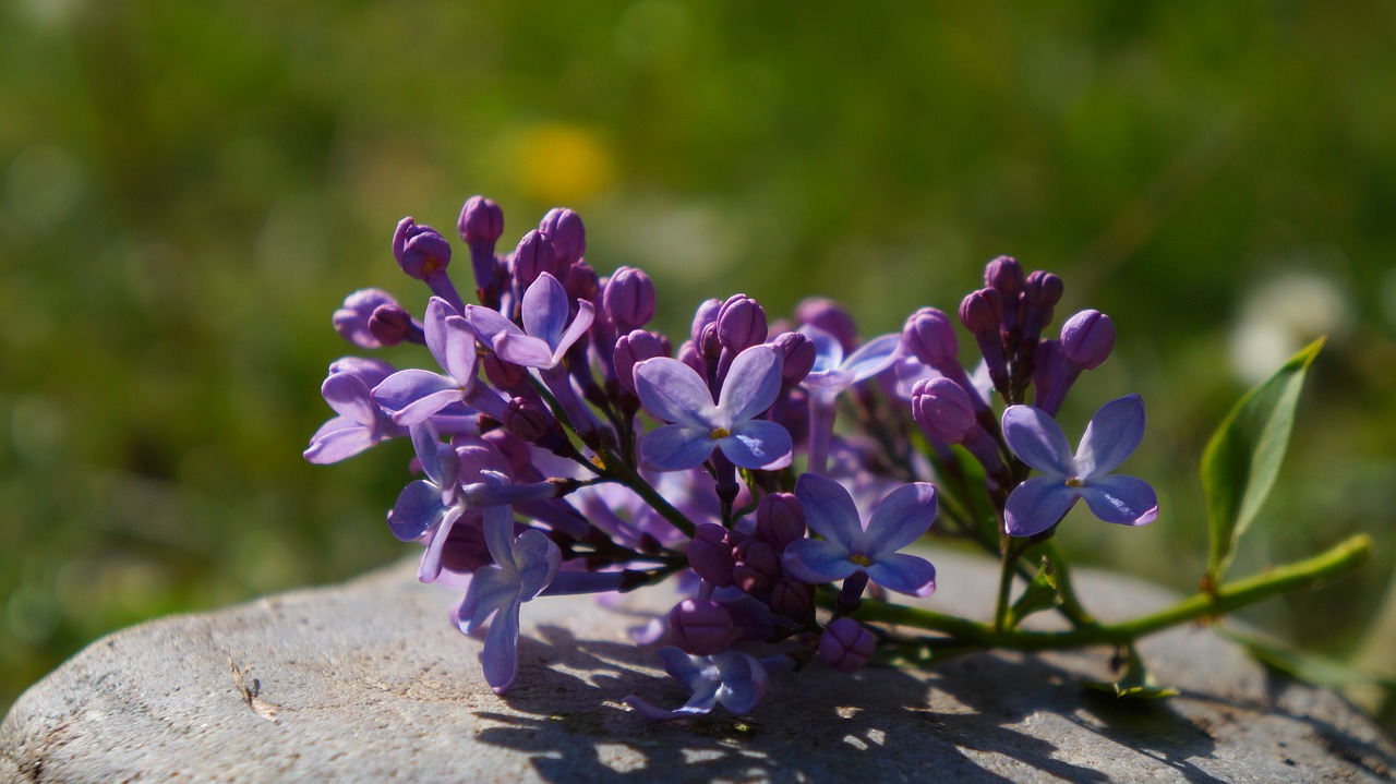 nature  plants  stone free photo