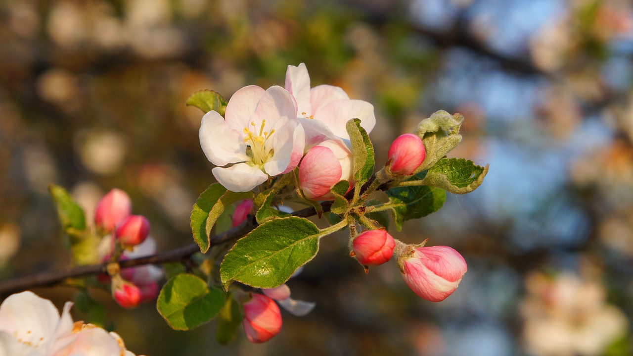 nature  plants  flowers free photo