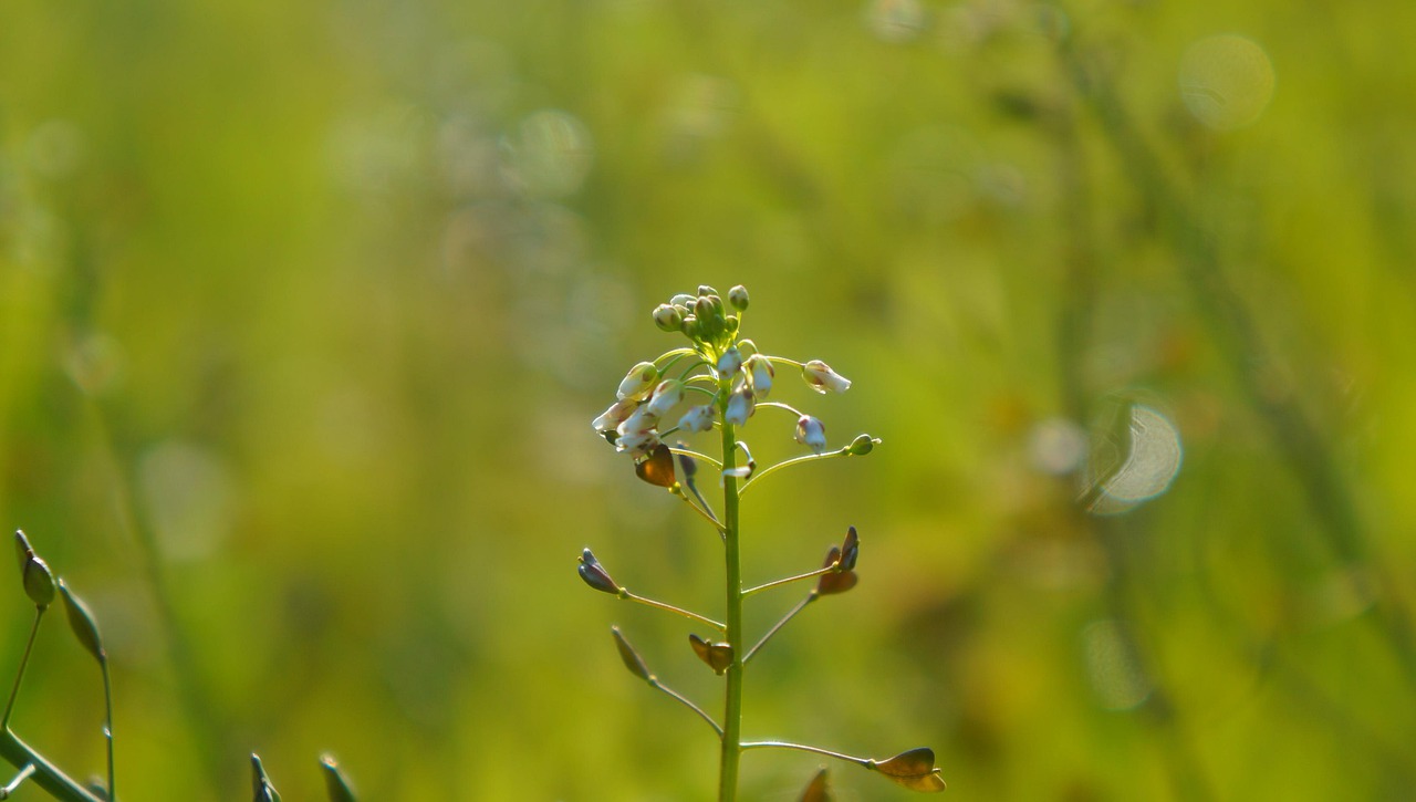 nature  plants  spring free photo