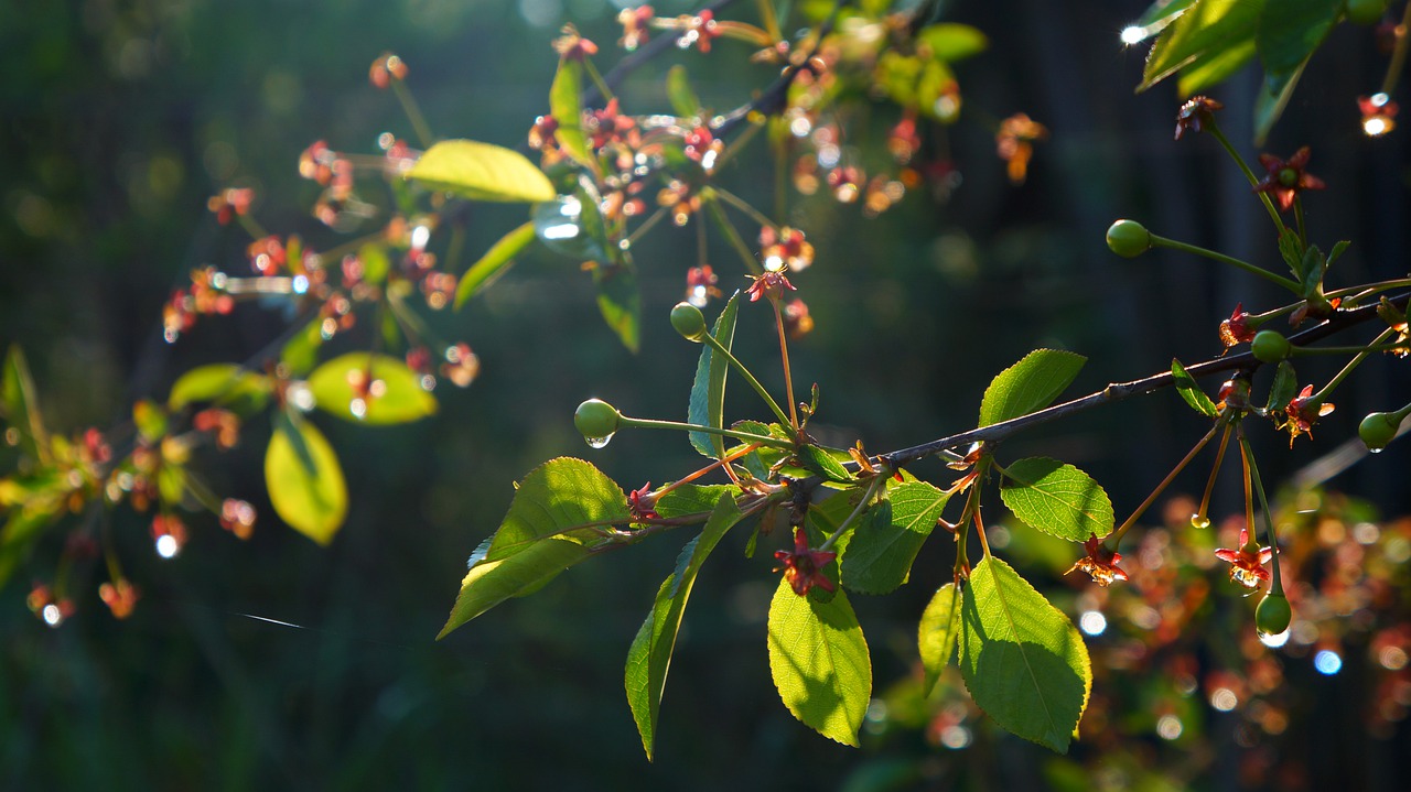 nature  plants  twigs free photo