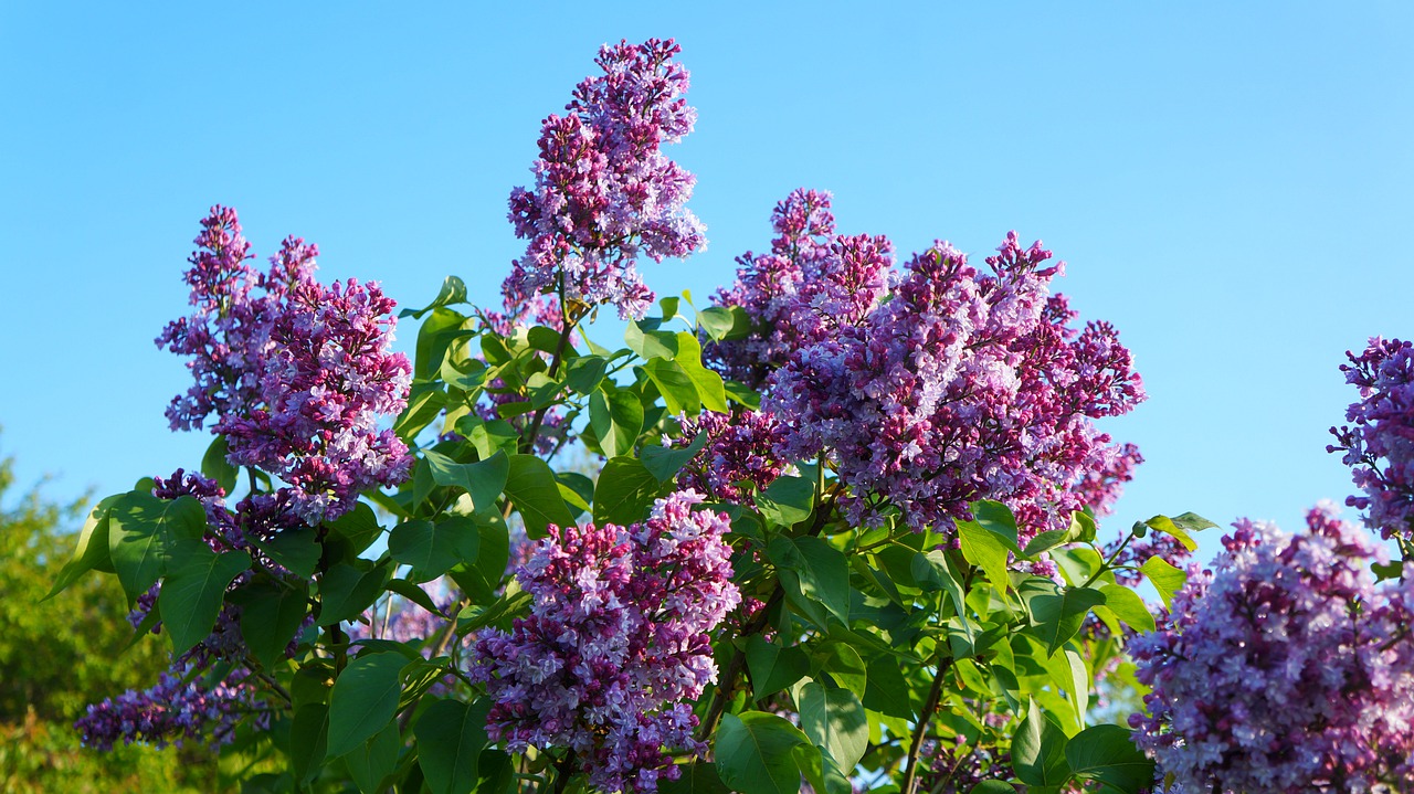 nature  plants  violet free photo