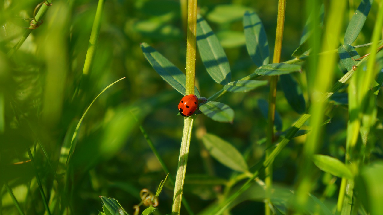 nature  plants  green free photo