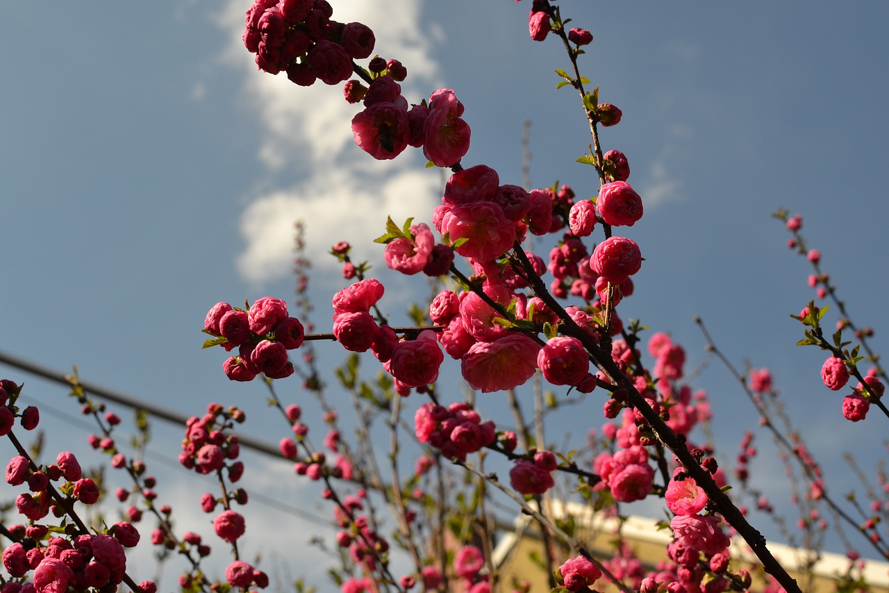 nature  flower  garden free photo