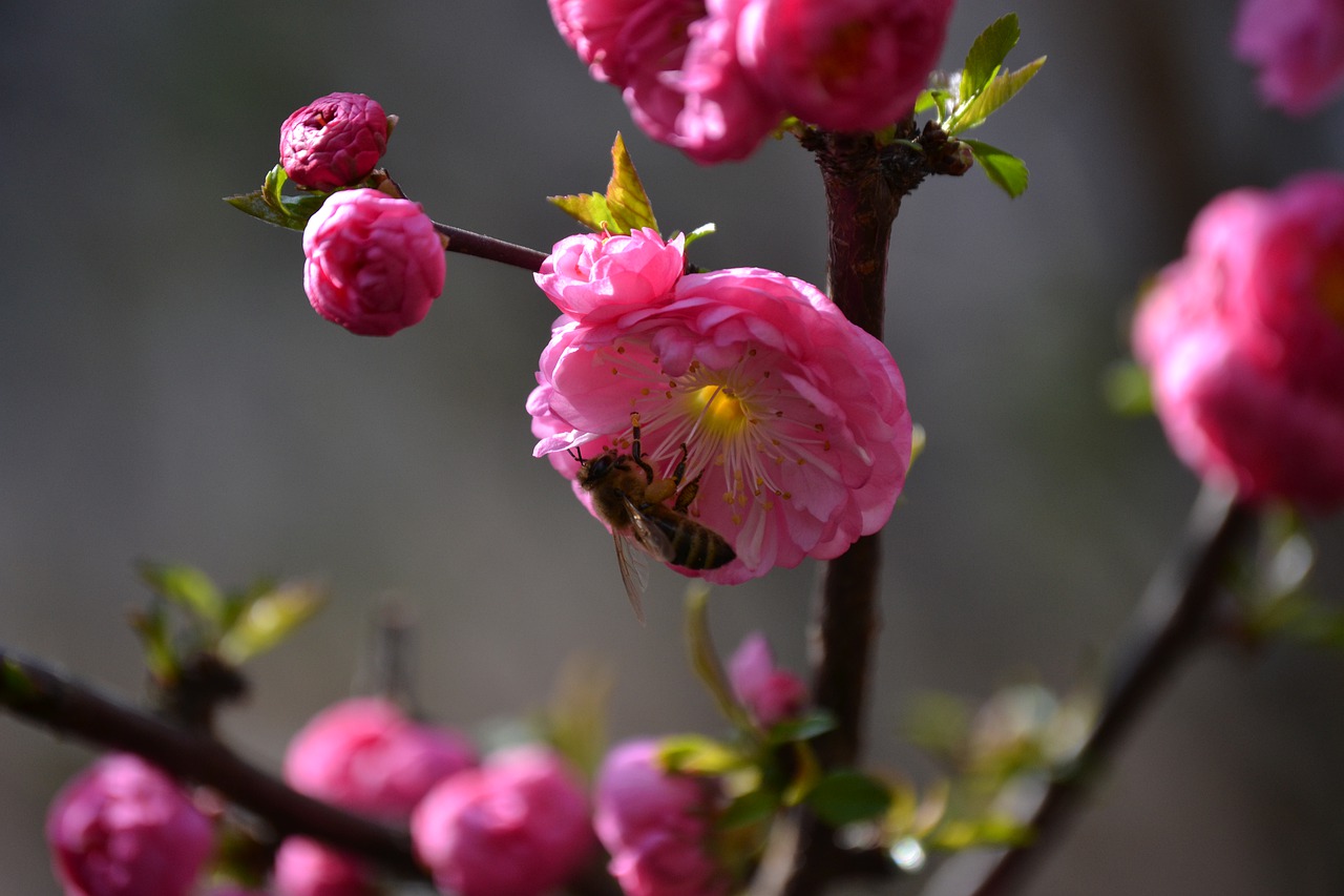 nature  flower  garden free photo