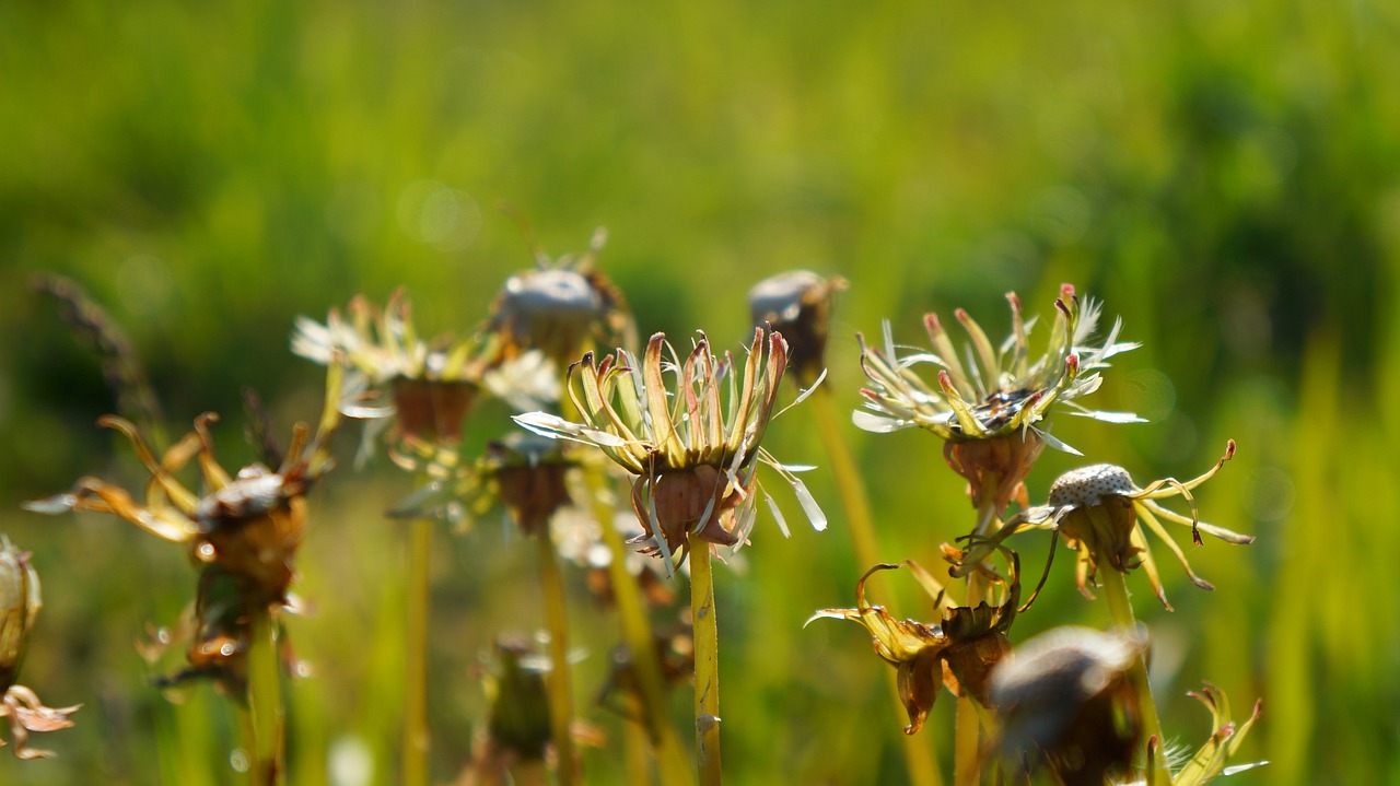 nature  plants  green free photo