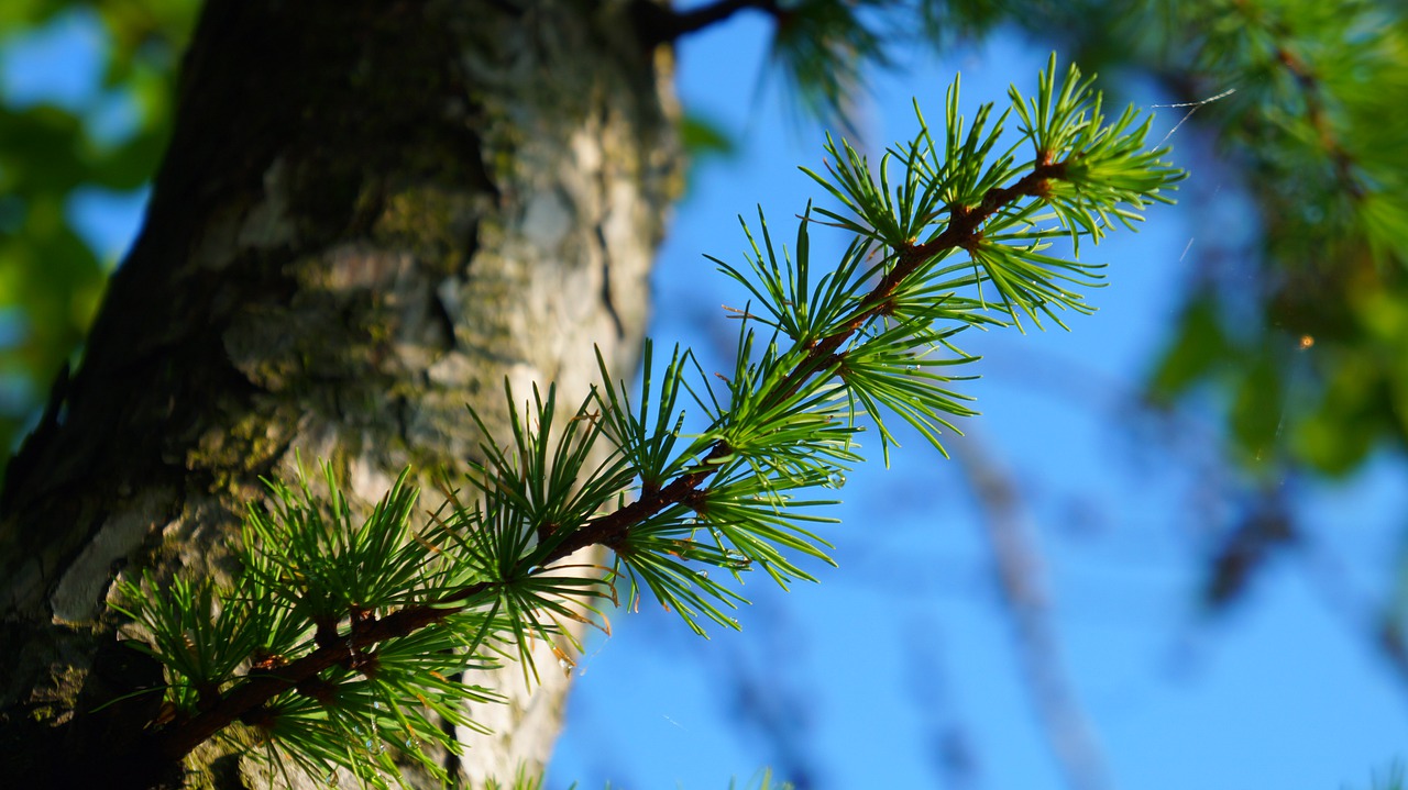 nature  plants  sprig free photo