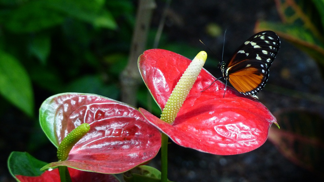 nature  flower  butterfly free photo