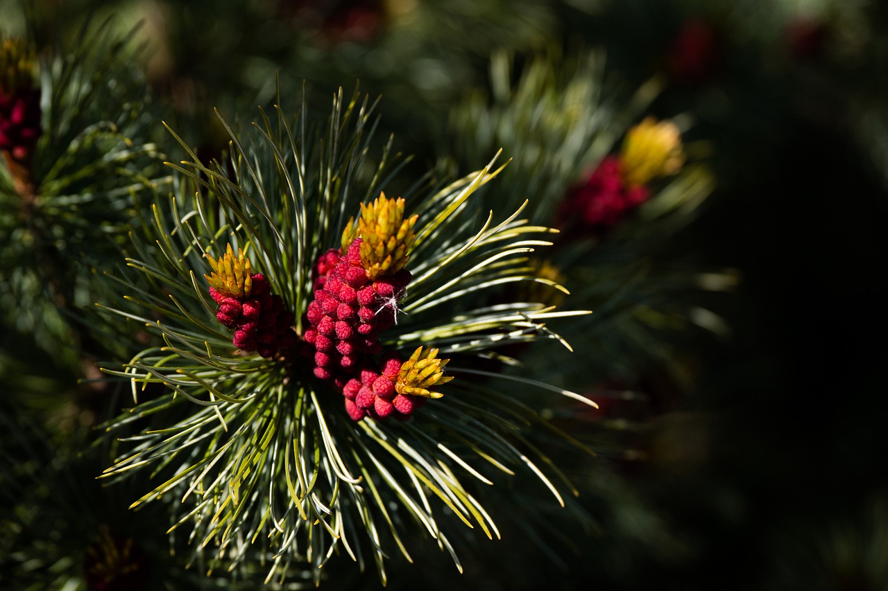 nature  plant  close up free photo