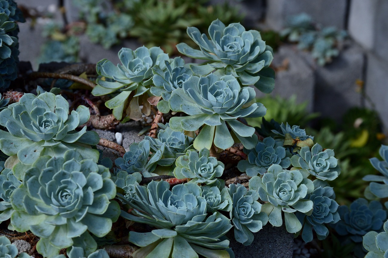 nature  plant  cactus free photo