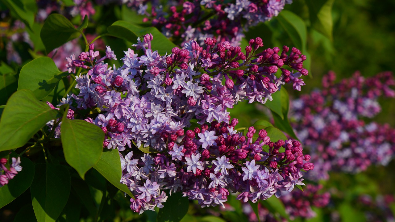 nature  plants  blooming free photo