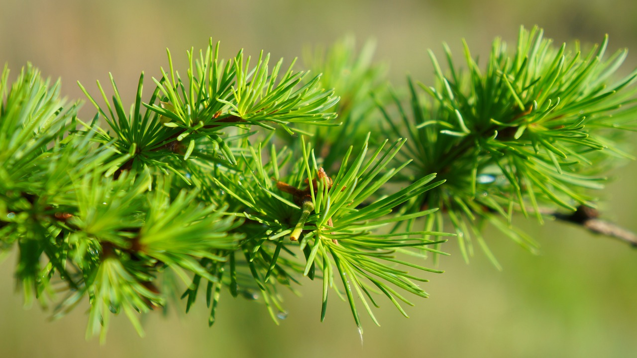 nature  plants  green free photo