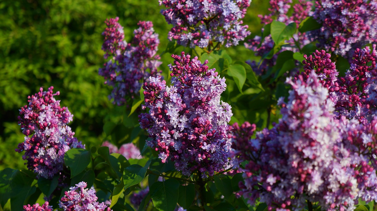 nature  plants  blooming free photo