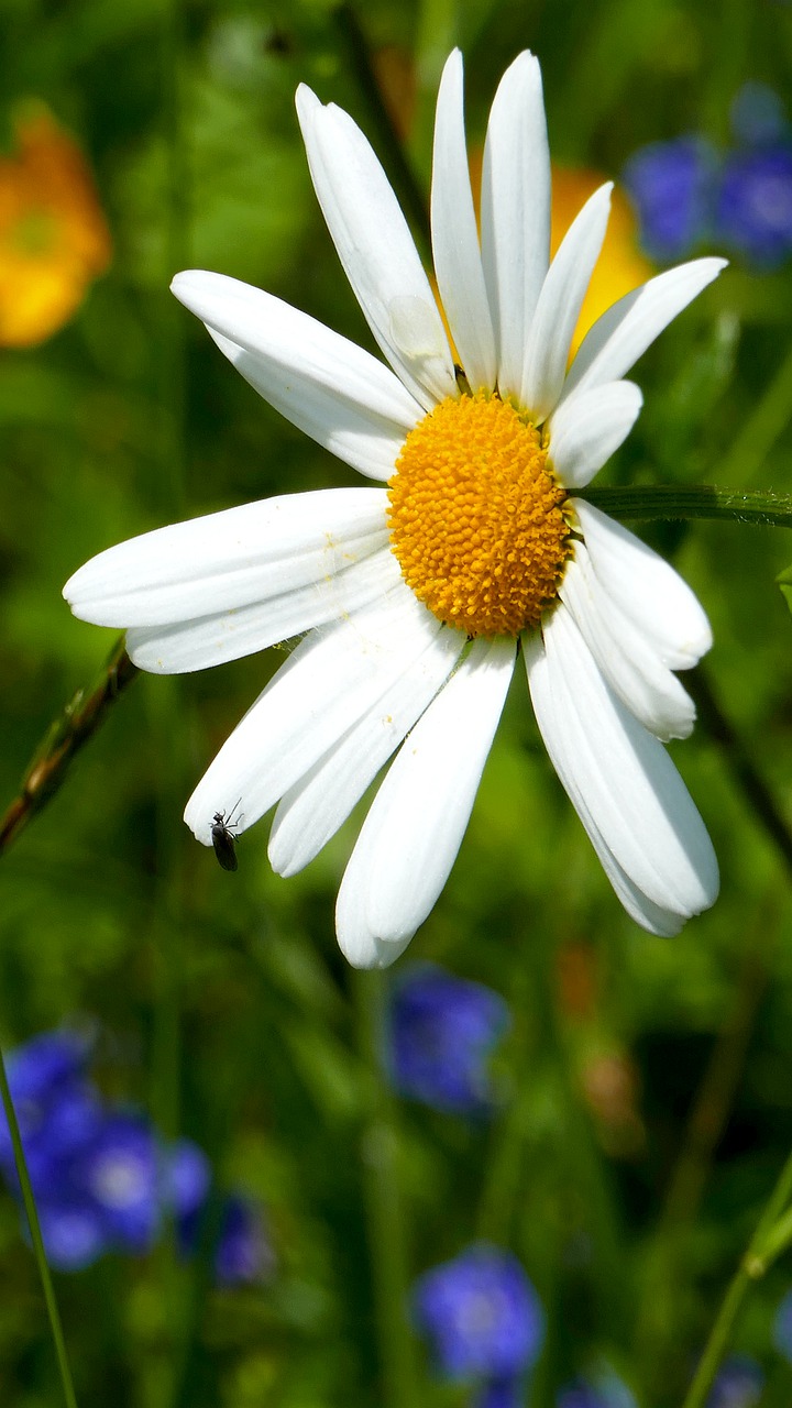 nature  meadow  marguerite free photo
