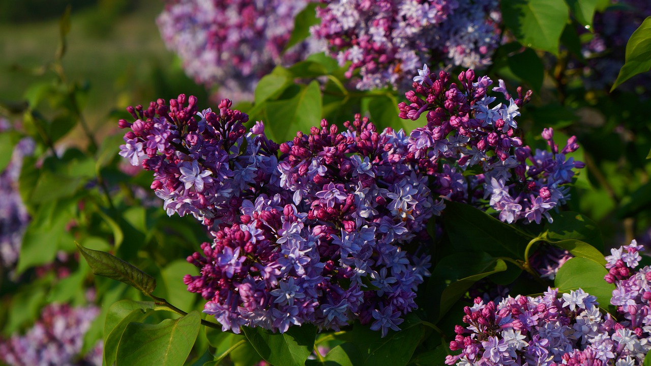 nature  plants  flourishing free photo